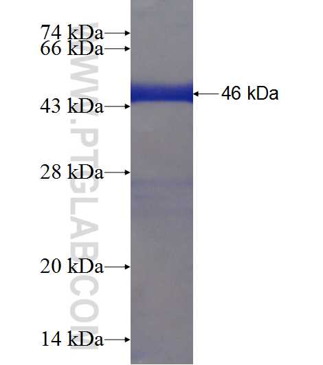 GSTZ1 fusion protein Ag6676 SDS-PAGE