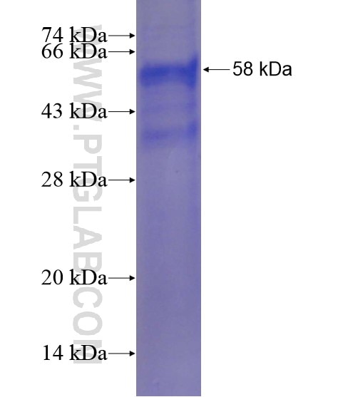 GSX2 fusion protein Ag19852 SDS-PAGE