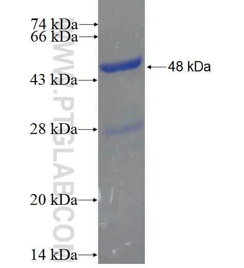 GSX2 fusion protein Ag24344 SDS-PAGE