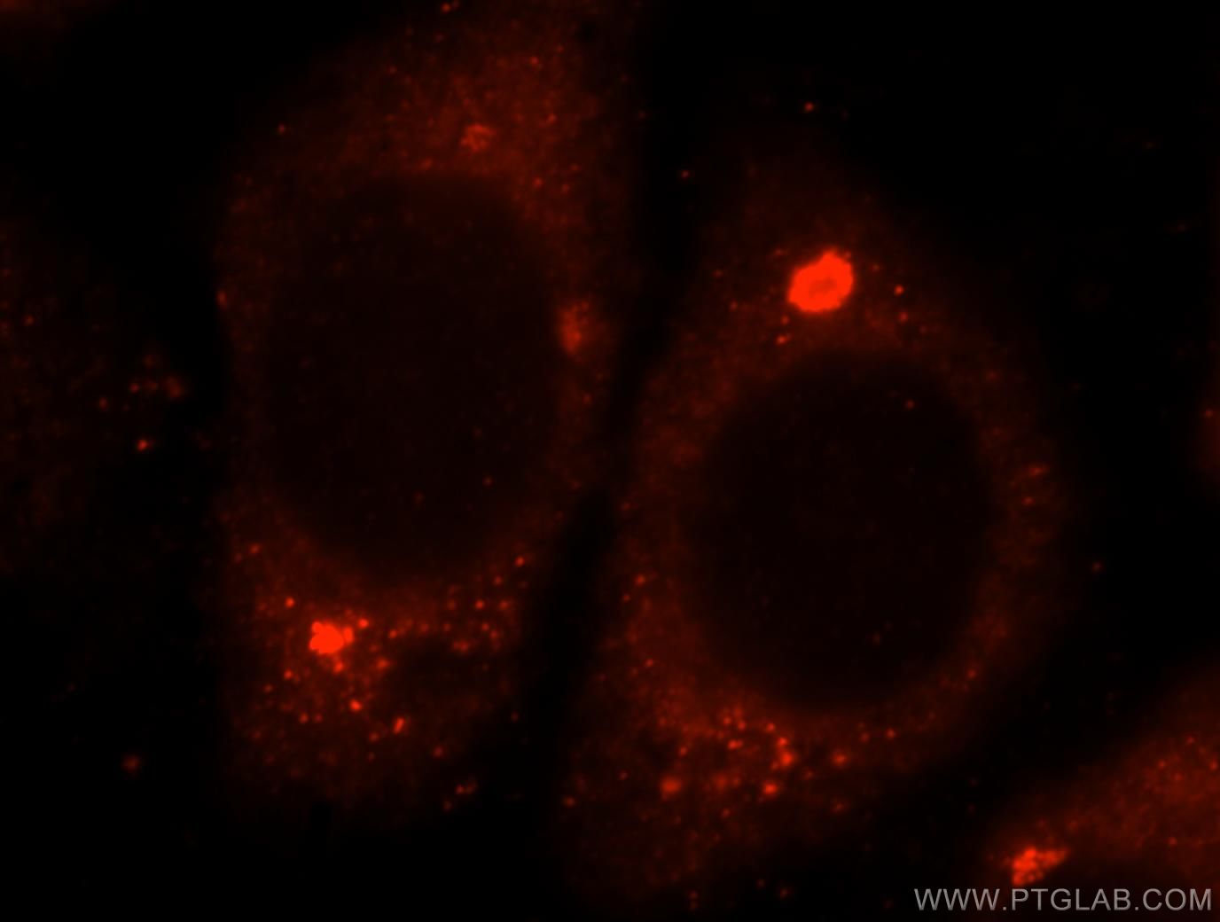Immunofluorescence (IF) / fluorescent staining of HepG2 cells using GTDC1 Polyclonal antibody (16666-1-AP)