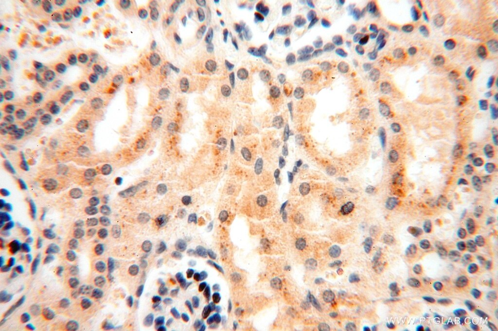 Immunohistochemistry (IHC) staining of human kidney tissue using GTDC1 Polyclonal antibody (16666-1-AP)