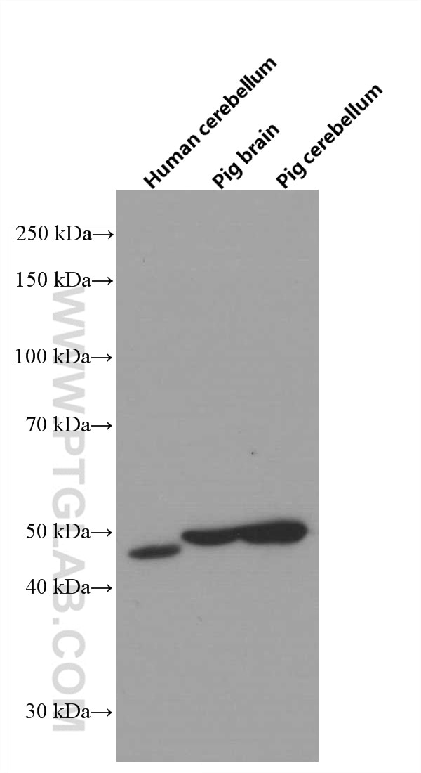 Western Blot (WB) analysis of various lysates using GTDC1 Monoclonal antibody (66578-1-Ig)