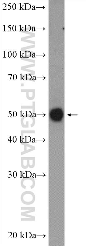Western Blot (WB) analysis of SKOV-3 cells using GTF2A1 Polyclonal antibody (21381-1-AP)