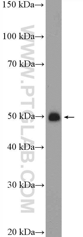 WB analysis of rat testis using 21381-1-AP