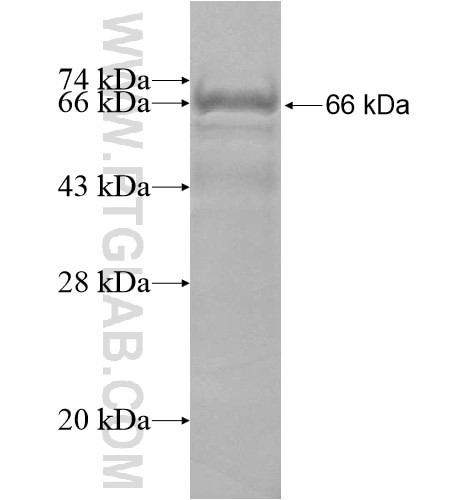 GTF2A1 fusion protein Ag15994 SDS-PAGE