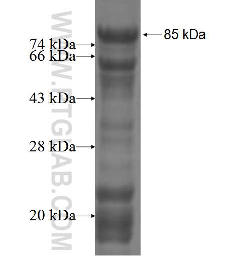 GTF2A1L fusion protein Ag5106 SDS-PAGE