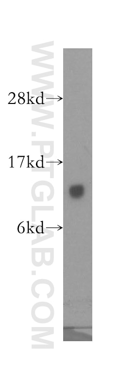 Western Blot (WB) analysis of mouse testis tissue using GTF2A2 Polyclonal antibody (10540-1-AP)