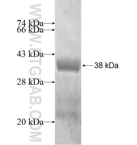 GTF2A2 fusion protein Ag0825 SDS-PAGE
