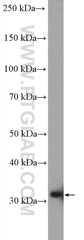 Western Blot (WB) analysis of K-562 cells using GTF2B Polyclonal antibody (16467-1-AP)