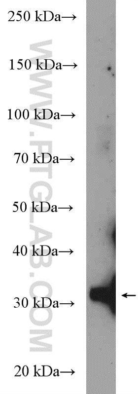 Western Blot (WB) analysis of MCF-7 cells using GTF2B Polyclonal antibody (16467-1-AP)