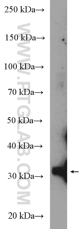 WB analysis of MCF-7 using 16467-1-AP