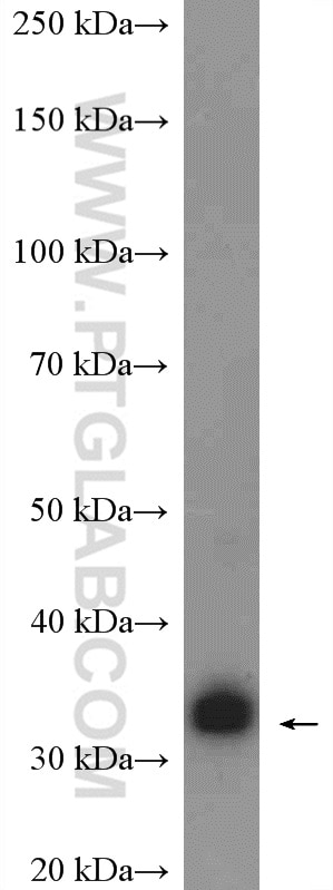 Western Blot (WB) analysis of HepG2 cells using GTF2B Polyclonal antibody (16467-1-AP)