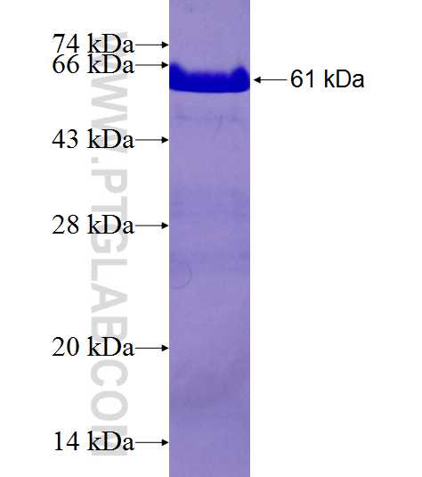 GTF2B fusion protein Ag9547 SDS-PAGE