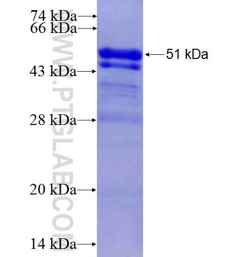 GTF2F1 fusion protein Ag0133 SDS-PAGE