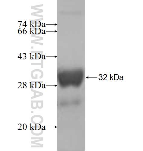 GTF2F2 fusion protein Ag7313 SDS-PAGE