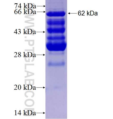 GTF2H1 fusion protein Ag0229 SDS-PAGE