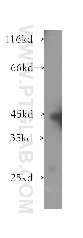 Western Blot (WB) analysis of HepG2 cells using GTF2H2 Polyclonal antibody (16005-1-AP)