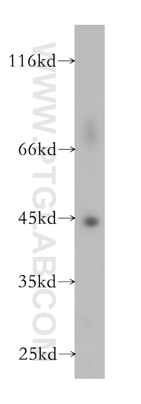Western Blot (WB) analysis of K-562 cells using GTF2H2 Polyclonal antibody (16005-1-AP)
