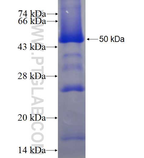 GTF2H2 fusion protein Ag24526 SDS-PAGE