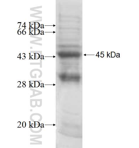 GTF2H2 fusion protein Ag8530 SDS-PAGE