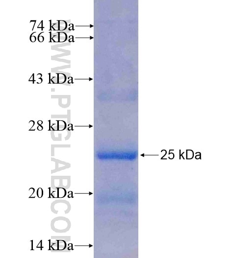 GTF2H2 fusion protein Ag8653 SDS-PAGE