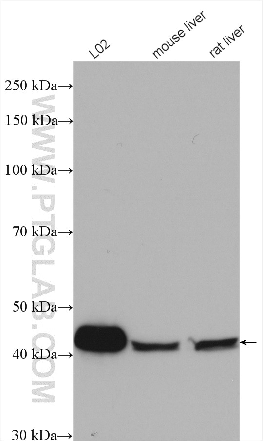 Western Blot (WB) analysis of various lysates using GTF2H2C Polyclonal antibody (17959-1-AP)