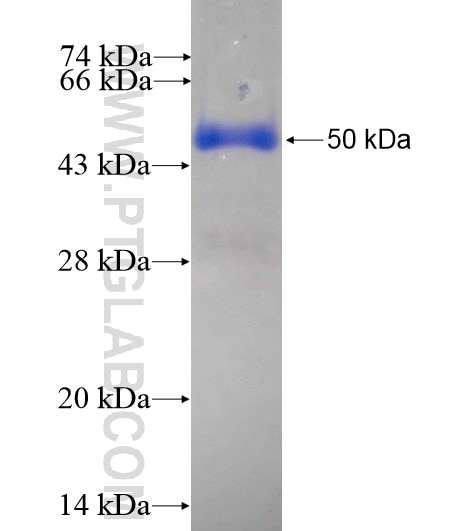 GTF2H2C fusion protein Ag12482 SDS-PAGE