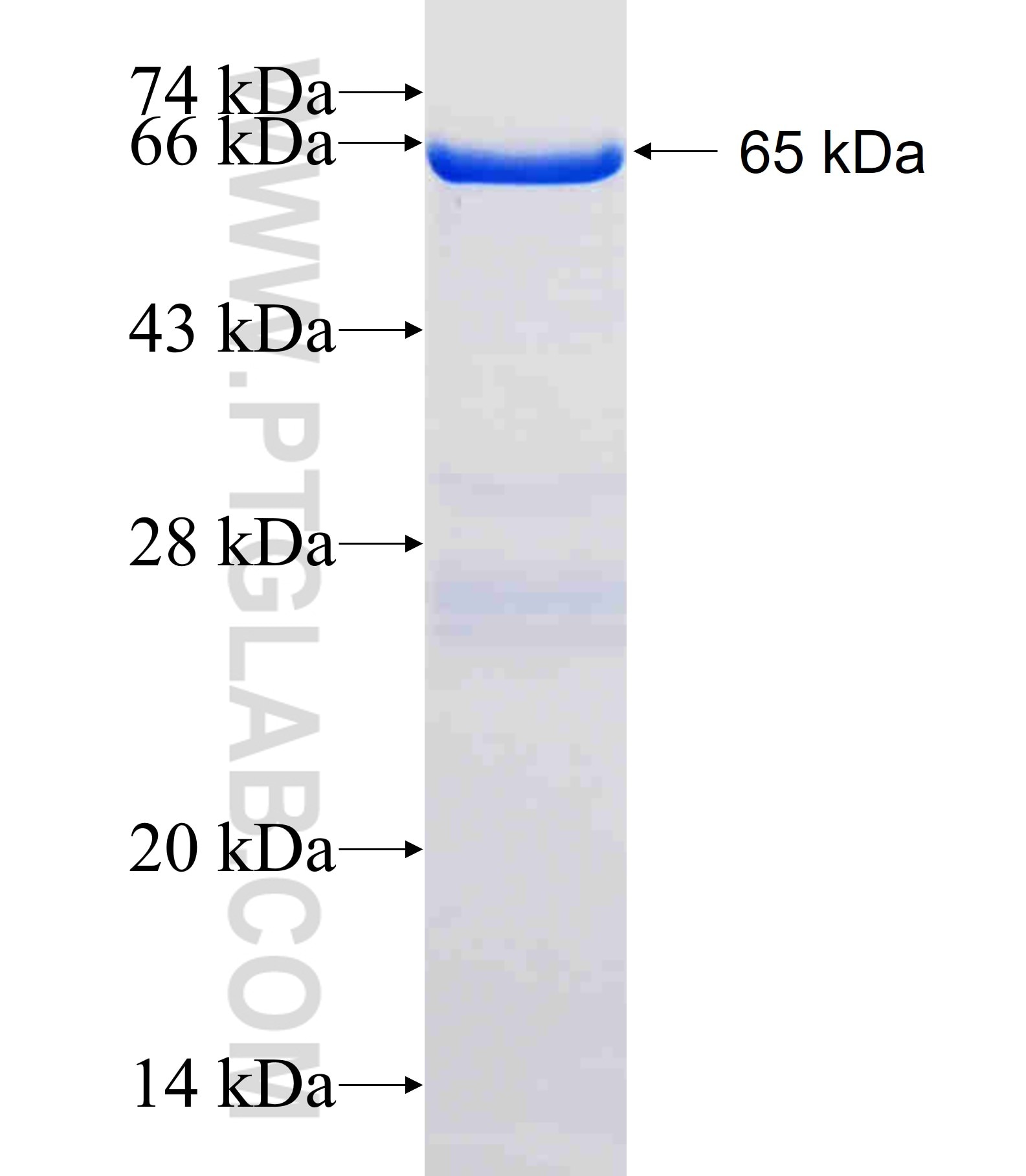 GTF2H2C fusion protein Ag12498 SDS-PAGE