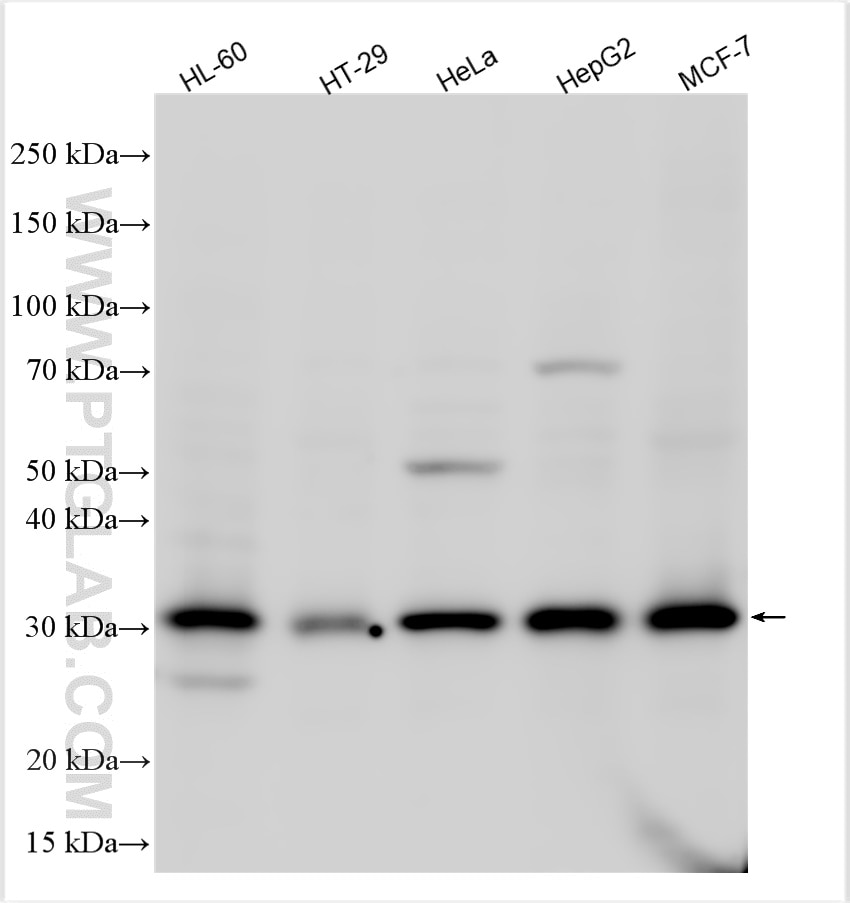 Western Blot (WB) analysis of various lysates using GTF2H3 Polyclonal antibody (14857-1-AP)