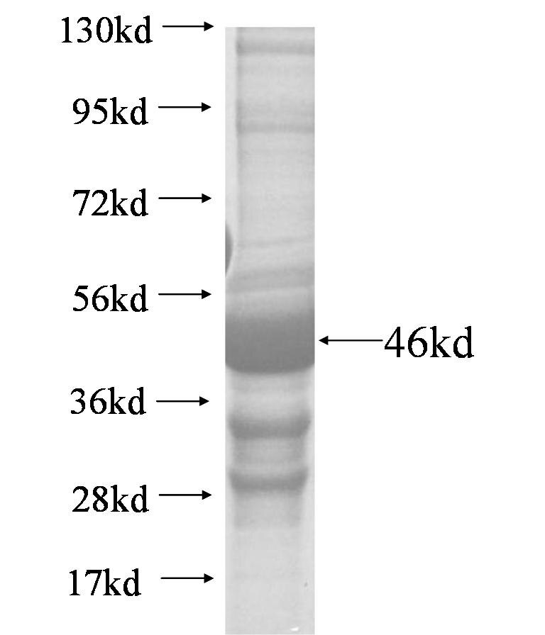 GTF2H3 fusion protein Ag6652 SDS-PAGE