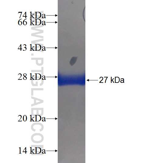 GTF2H3 fusion protein Ag7131 SDS-PAGE