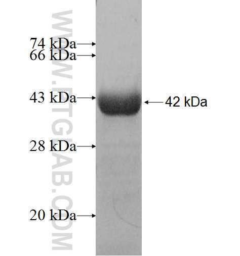 GTF2H4 fusion protein Ag7363 SDS-PAGE