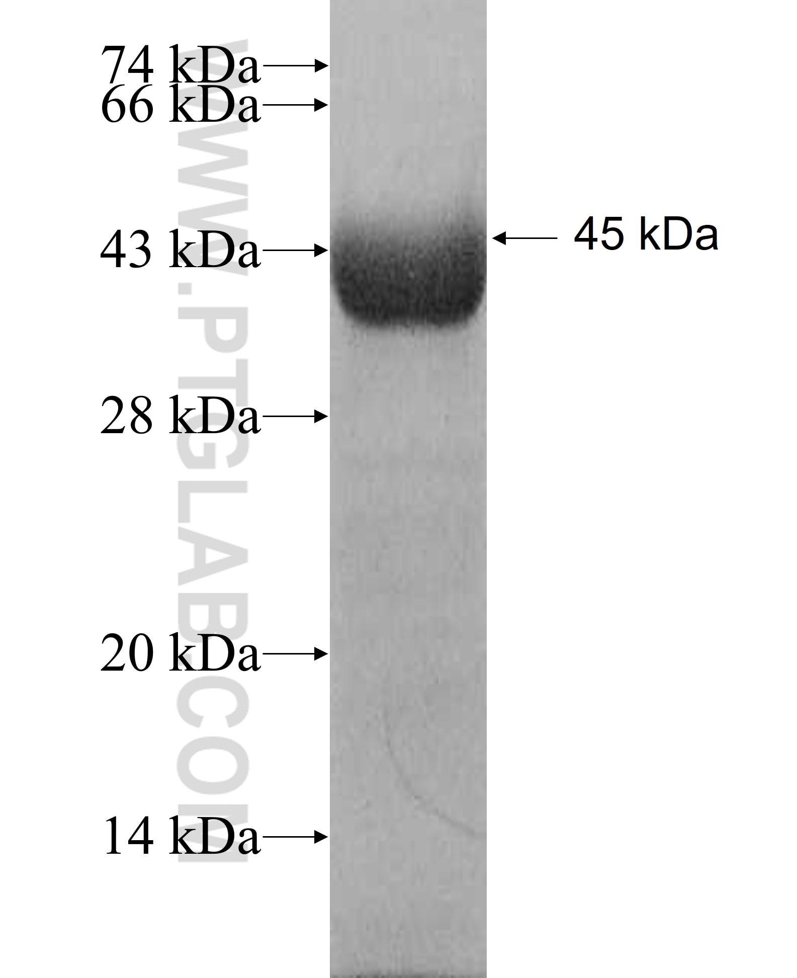 GTF2H4 fusion protein Ag7363 SDS-PAGE