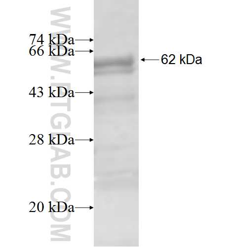 GTF2H4 fusion protein Ag7680 SDS-PAGE
