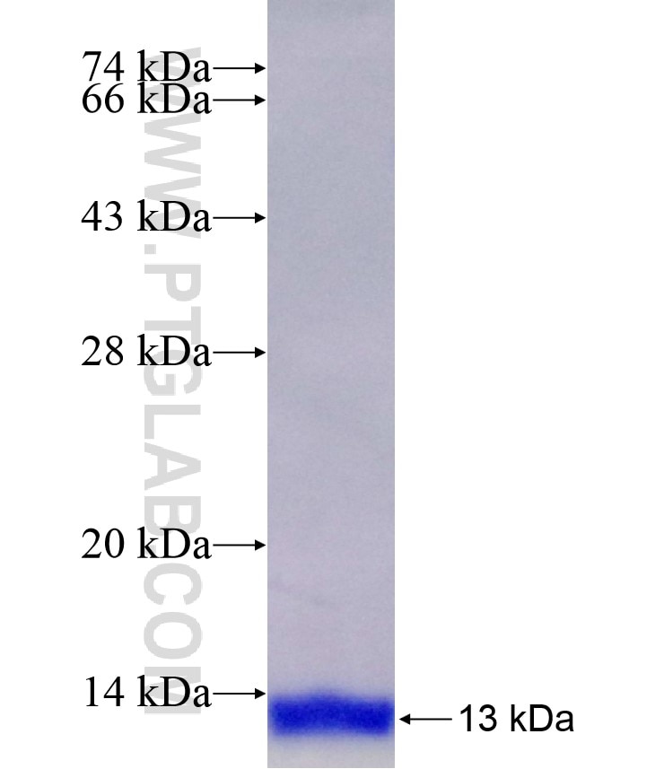 GTF2H5 fusion protein Ag23159 SDS-PAGE