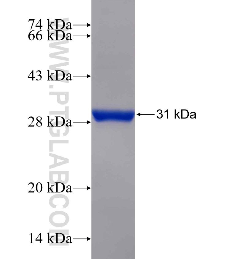 GTF2H5 fusion protein Ag30758 SDS-PAGE