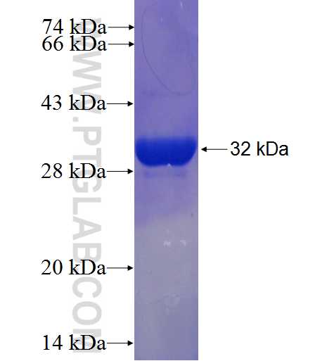 GTF2H5 fusion protein Ag6042 SDS-PAGE