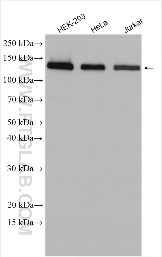 Western Blot (WB) analysis of various lysates using TFII I Polyclonal antibody (10499-1-AP)
