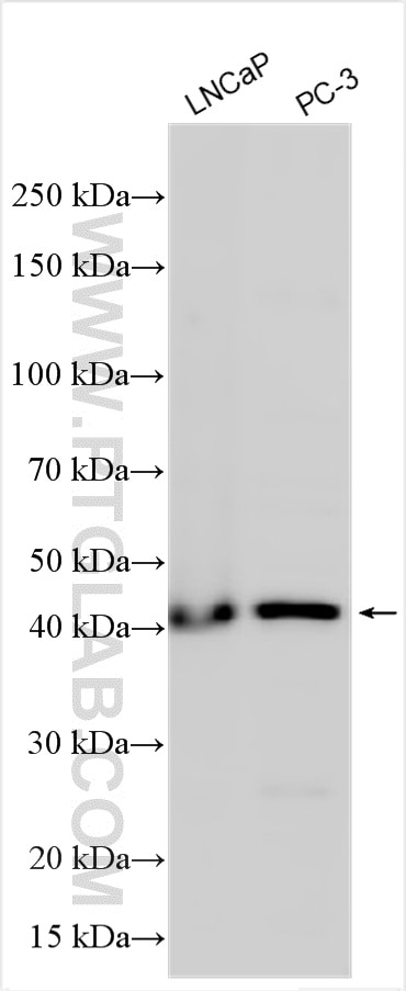 Western Blot (WB) analysis of various lysates using GTF3A Polyclonal antibody (33192-1-AP)