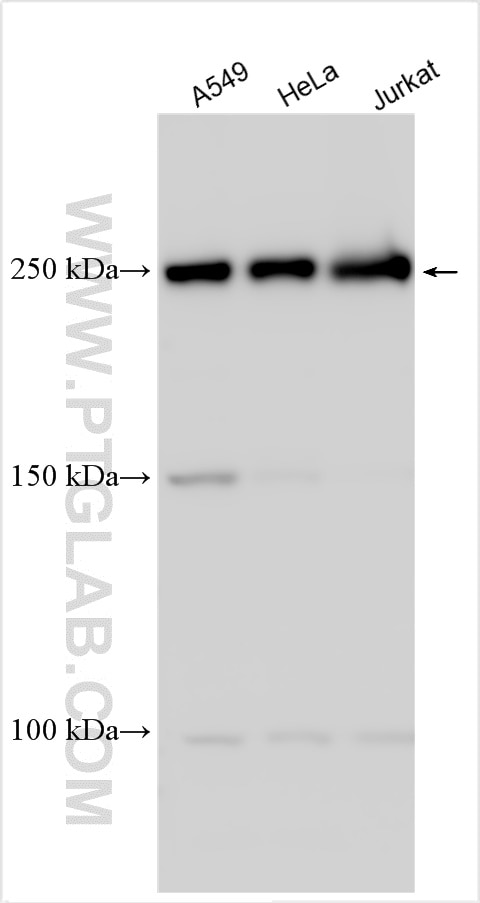 Western Blot (WB) analysis of various lysates using GTF3C1 Polyclonal antibody (31679-1-AP)