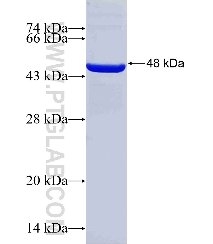 GTF3C1 fusion protein Ag36117 SDS-PAGE