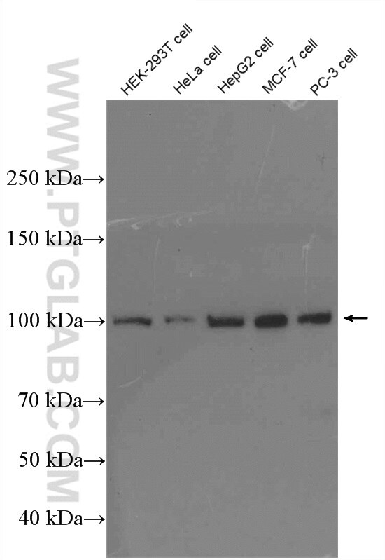 Western Blot (WB) analysis of various lysates using GTF3C2 Polyclonal antibody (27494-1-AP)