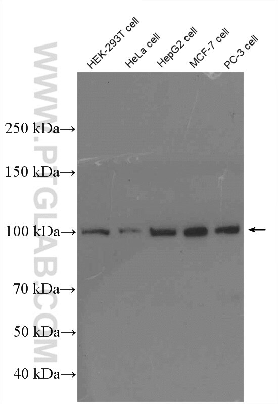 WB analysis using 27494-1-AP