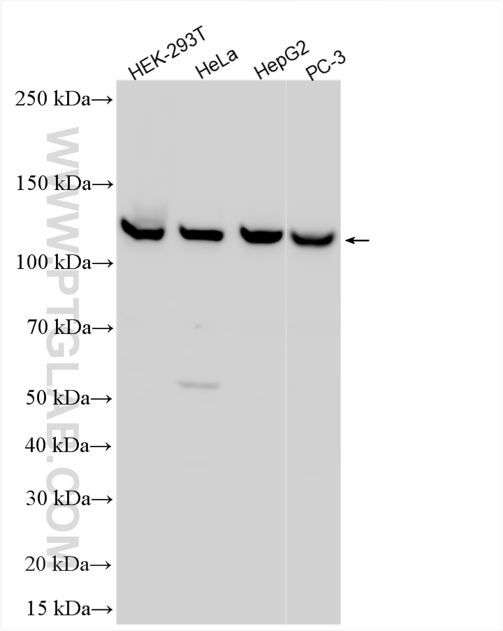 Western Blot (WB) analysis of various lysates using GTF3C2 Polyclonal antibody (27494-1-AP)