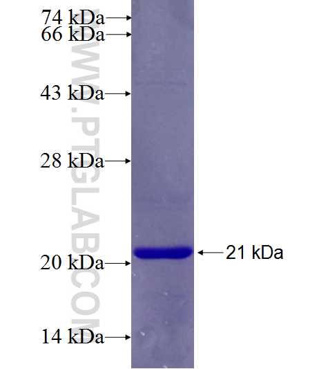 GTF3C2 fusion protein Ag26675 SDS-PAGE