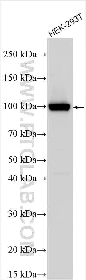 WB analysis using 32916-1-AP (same clone as 32916-1-PBS) Western Blot (WB) analysis of various lysates using GTF3C3 Polyclonal antibody (32916-1-AP)