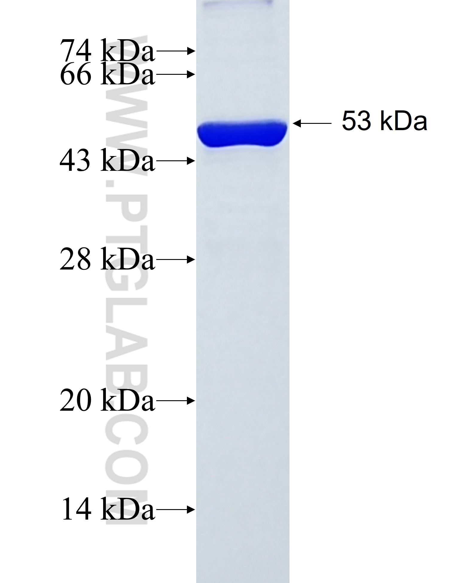 GTF3C3 fusion protein Ag38352 SDS-PAGE