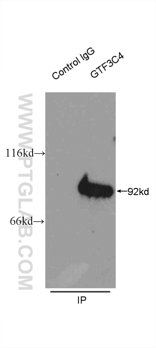 Immunoprecipitation (IP) experiment of HeLa cells using GTF3C4 Polyclonal antibody (17653-1-AP)