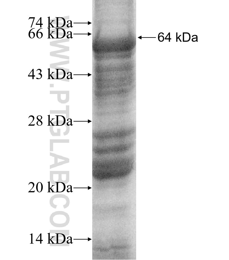 GTF3C4 fusion protein Ag11898 SDS-PAGE