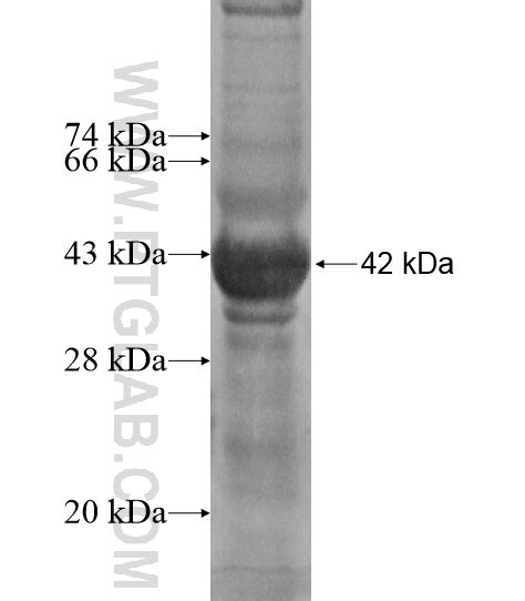 GTF3C4 fusion protein Ag12243 SDS-PAGE